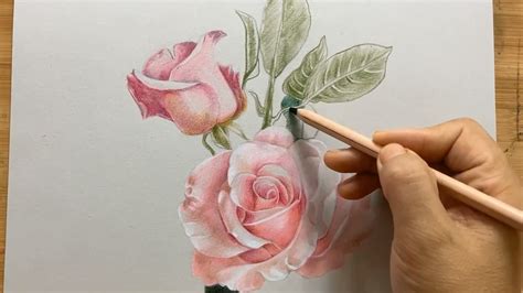 玫瑰花畫圖 韓國風水